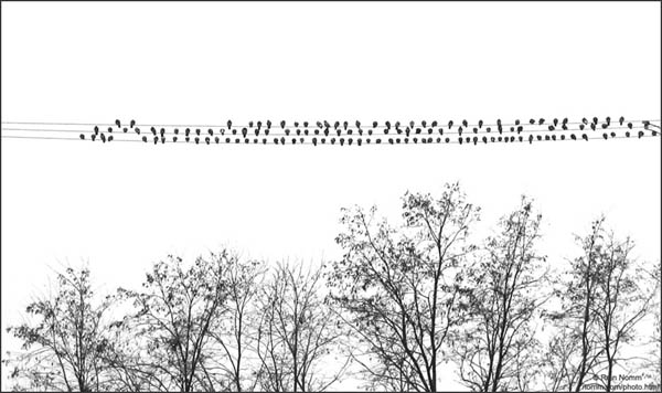 Birds-on-WiresTrees