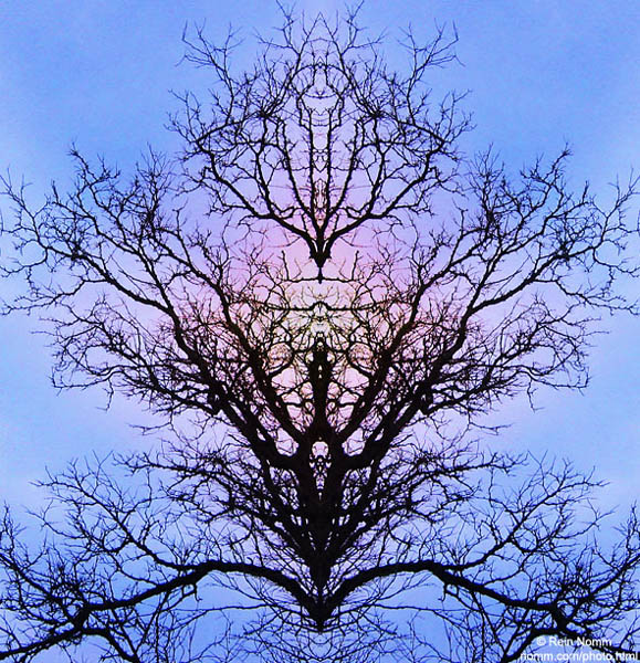 SymeTree2