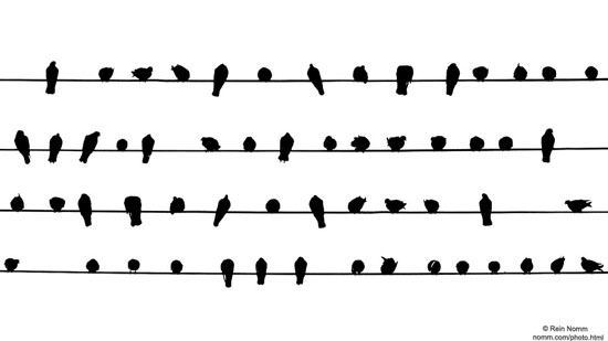 Birds-on-WiresL