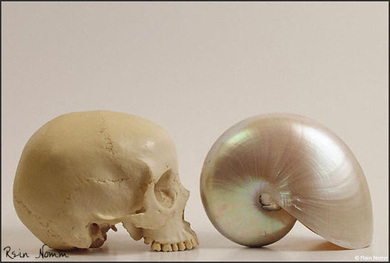EmptyShells