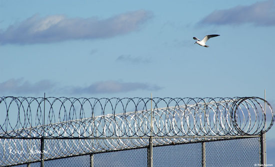 FreeFlight