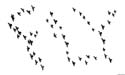 FLY-L
