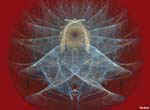 AngelWings