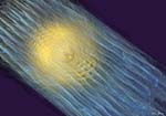 ASunRain