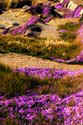 LaJollaFlowersVel_002