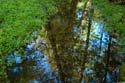 ForestStreamReflection