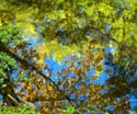 ForestStreamReflection3