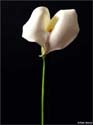 Calla